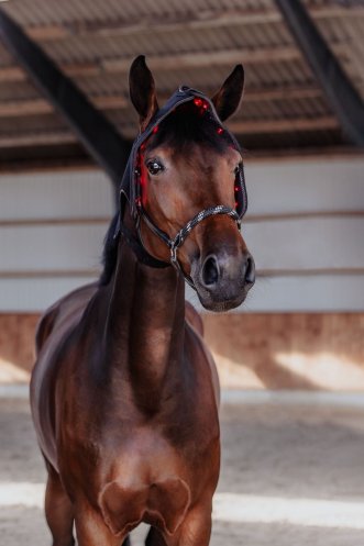 Hest