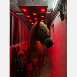 EquiBeNe S11 Solarium