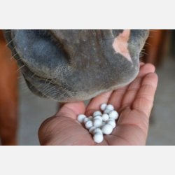 GumBits -stor flaske (340 gr)