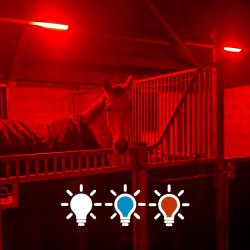 Horse Light Advanced