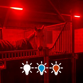 Horse Light Advanced