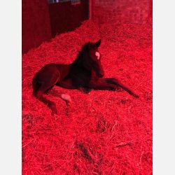 Horse Light Advanced