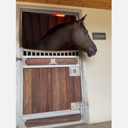 Horse Light Advanced