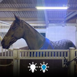 Horse Light Original