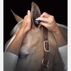 Plughz - repropper (10 par)