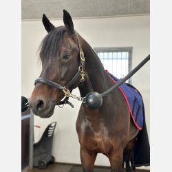 MiroTEC - Poll / Neck