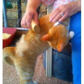 small Sleekez (for cats)